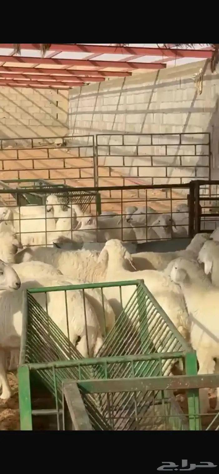 طليان طيبات حريات عدد 16 من 5 إلى 6 شهور للبيع 4