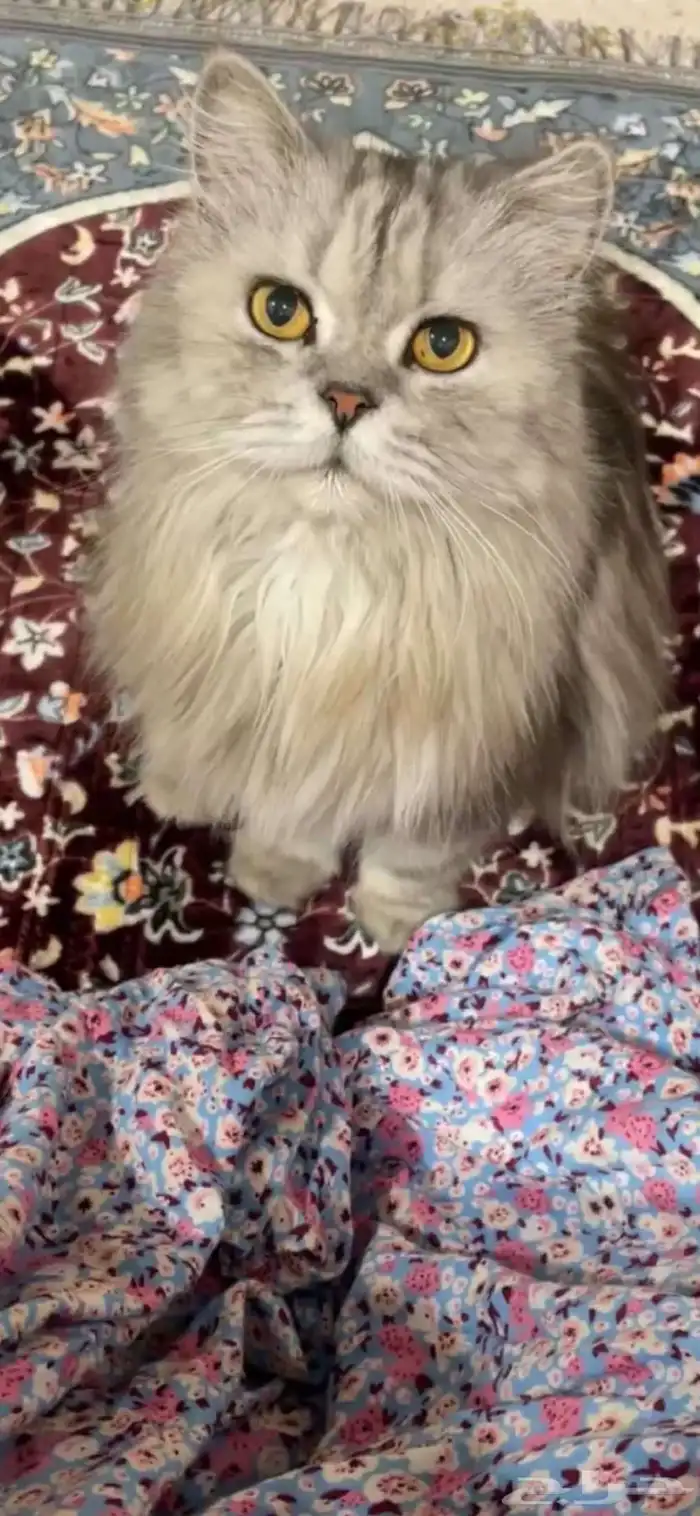قطط تبني 3