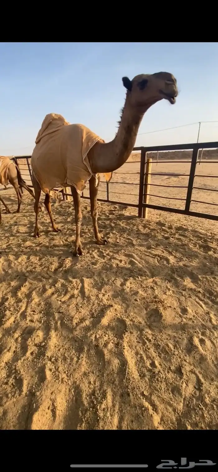 للبيع بكره صفراء بنت غرنوق 1