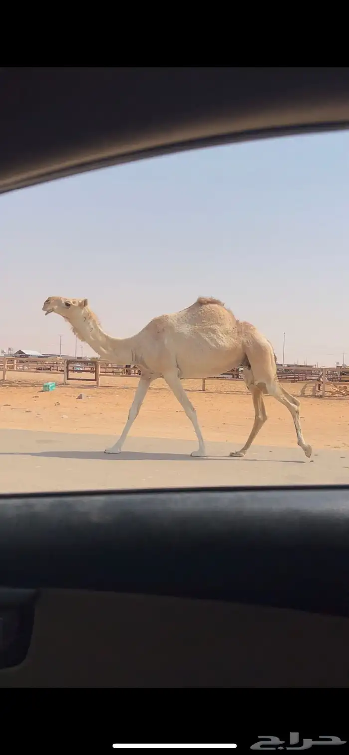 لقحه شقحا طيبه السوم 6500 2