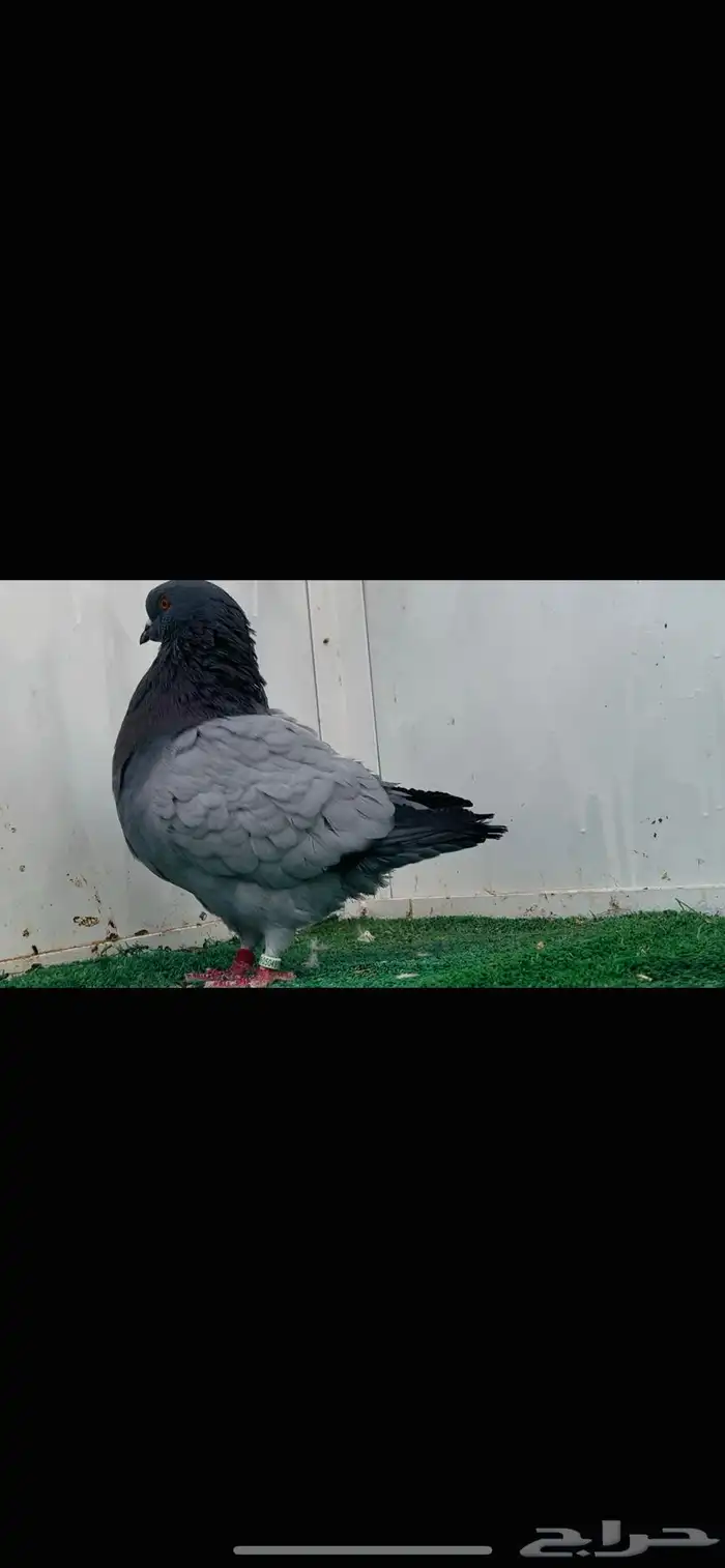 فحل فرش بارلس 3