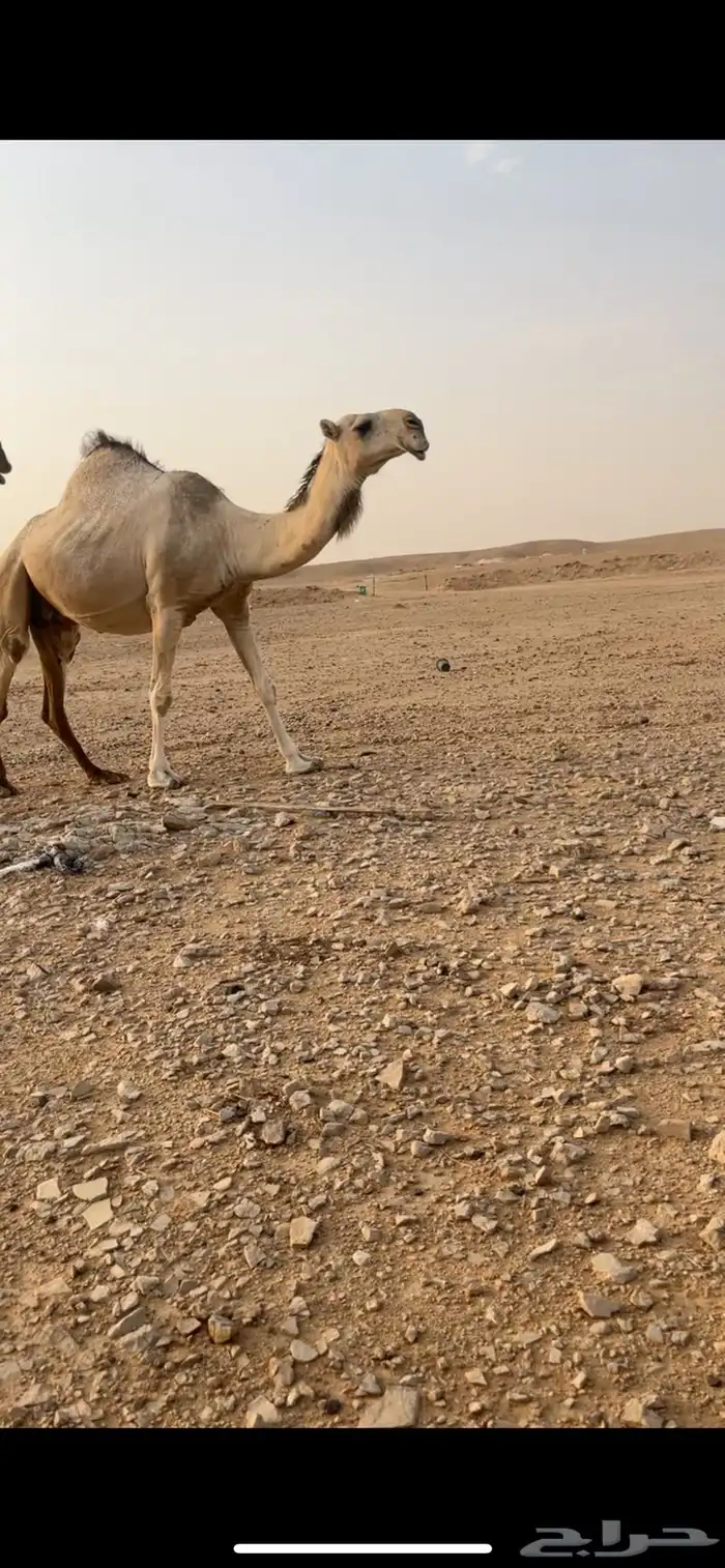 ضروبه عونيه كفو شقحا 2