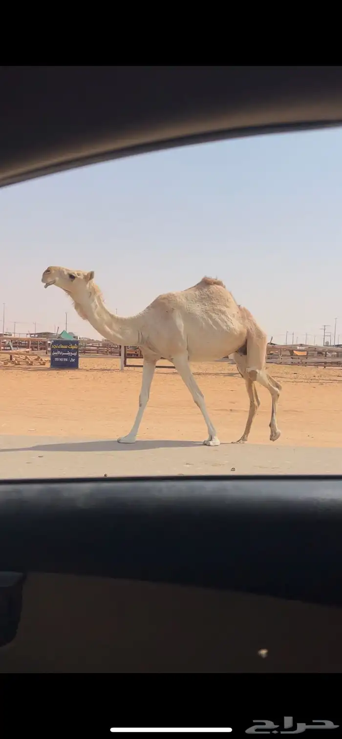 لقحه شقحا طيبه السوم 6500 0