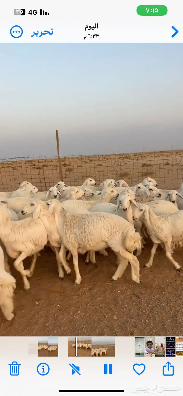 رخال حريات صنف 5