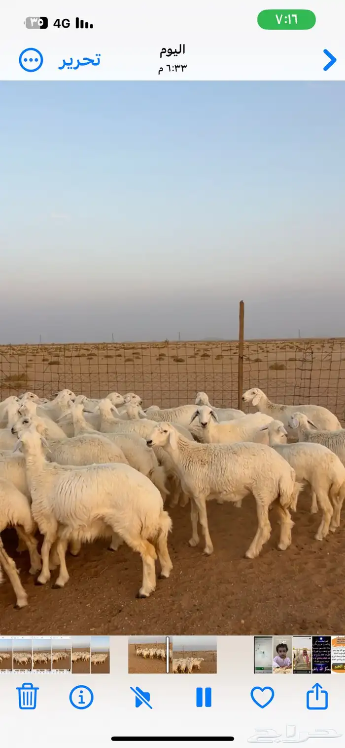 رخال حريات صنف 1
