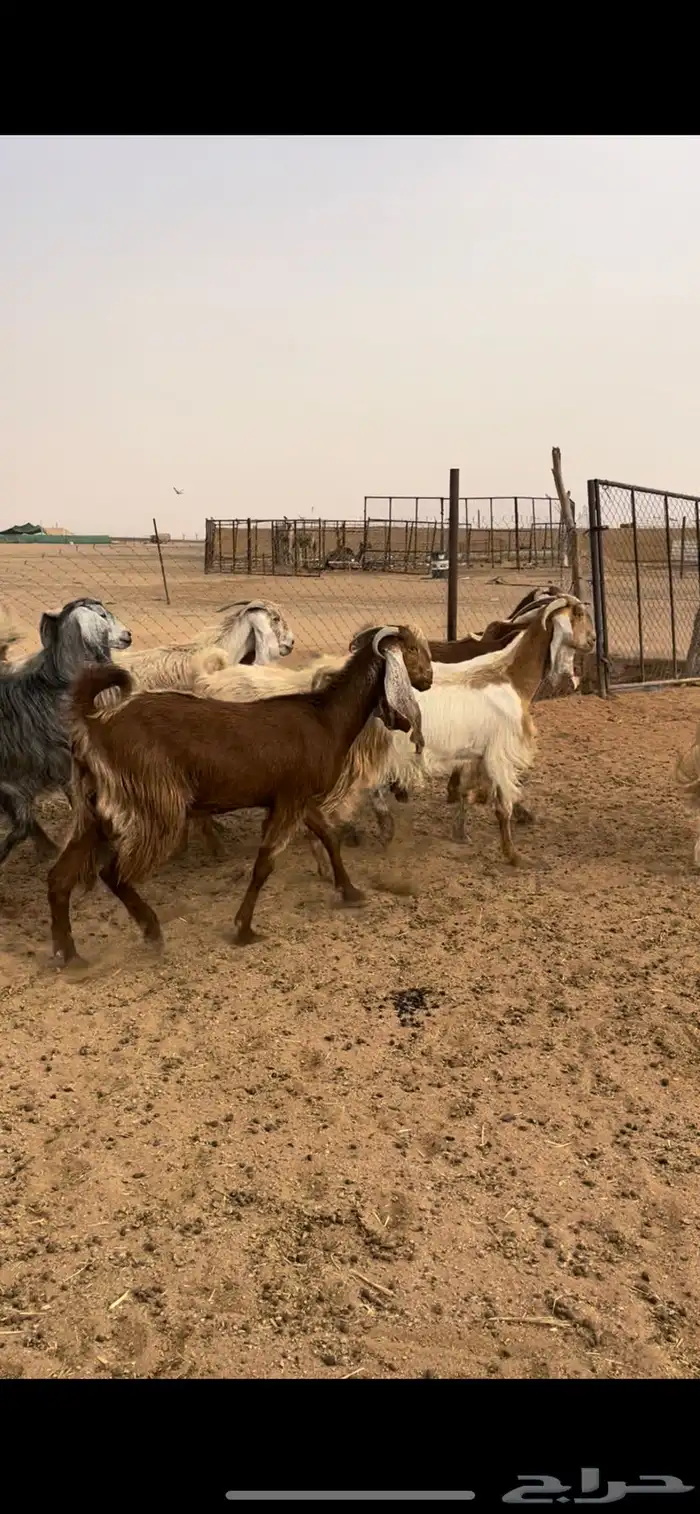 معزا مشاريك 6