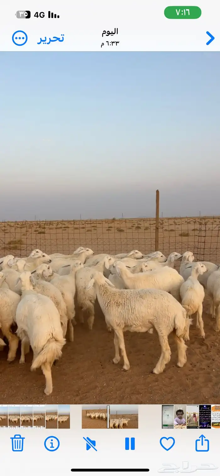 رخال حريات صنف 2