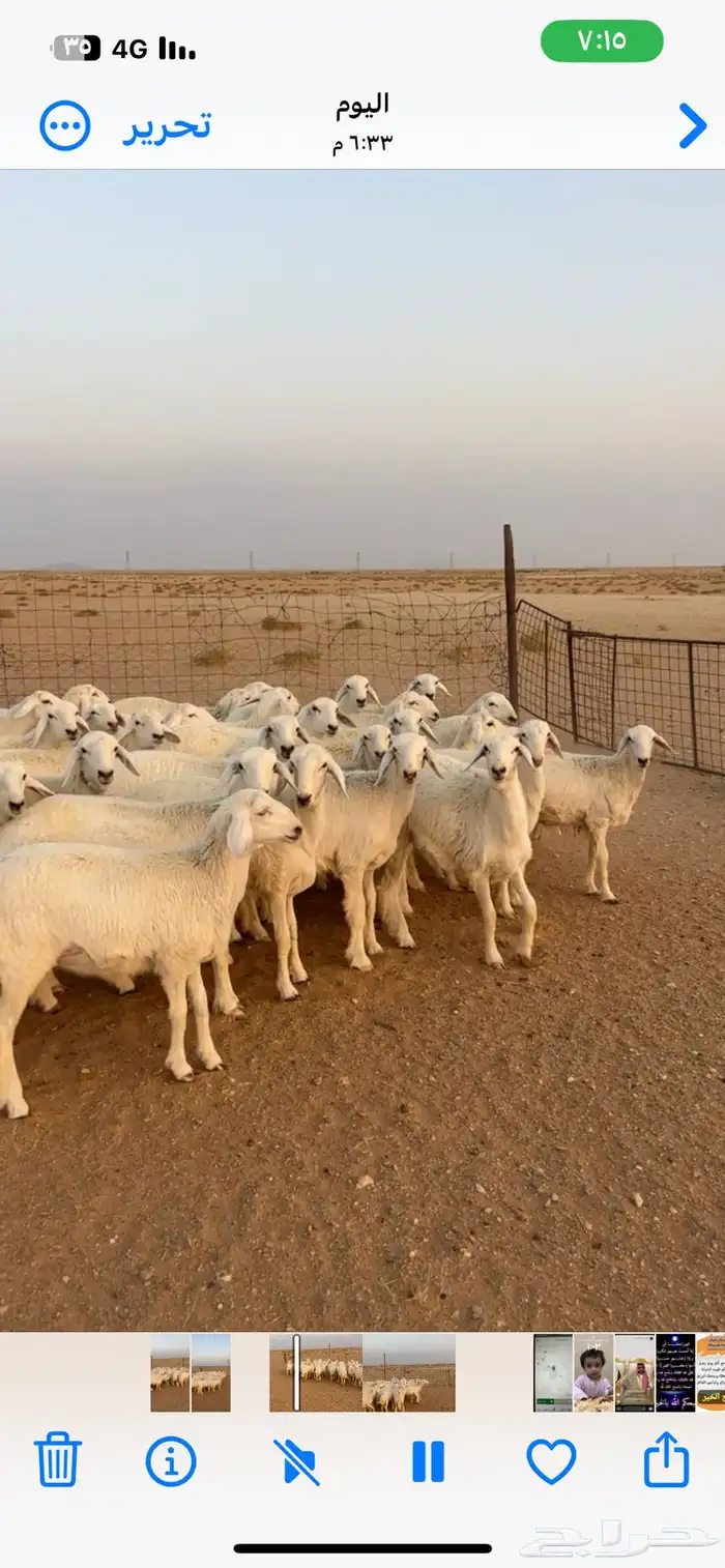 رخال حريات صنف 6