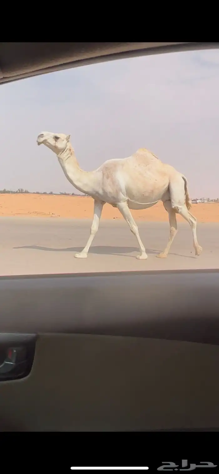 لقحه تلد طيبه على بعير طيب 0