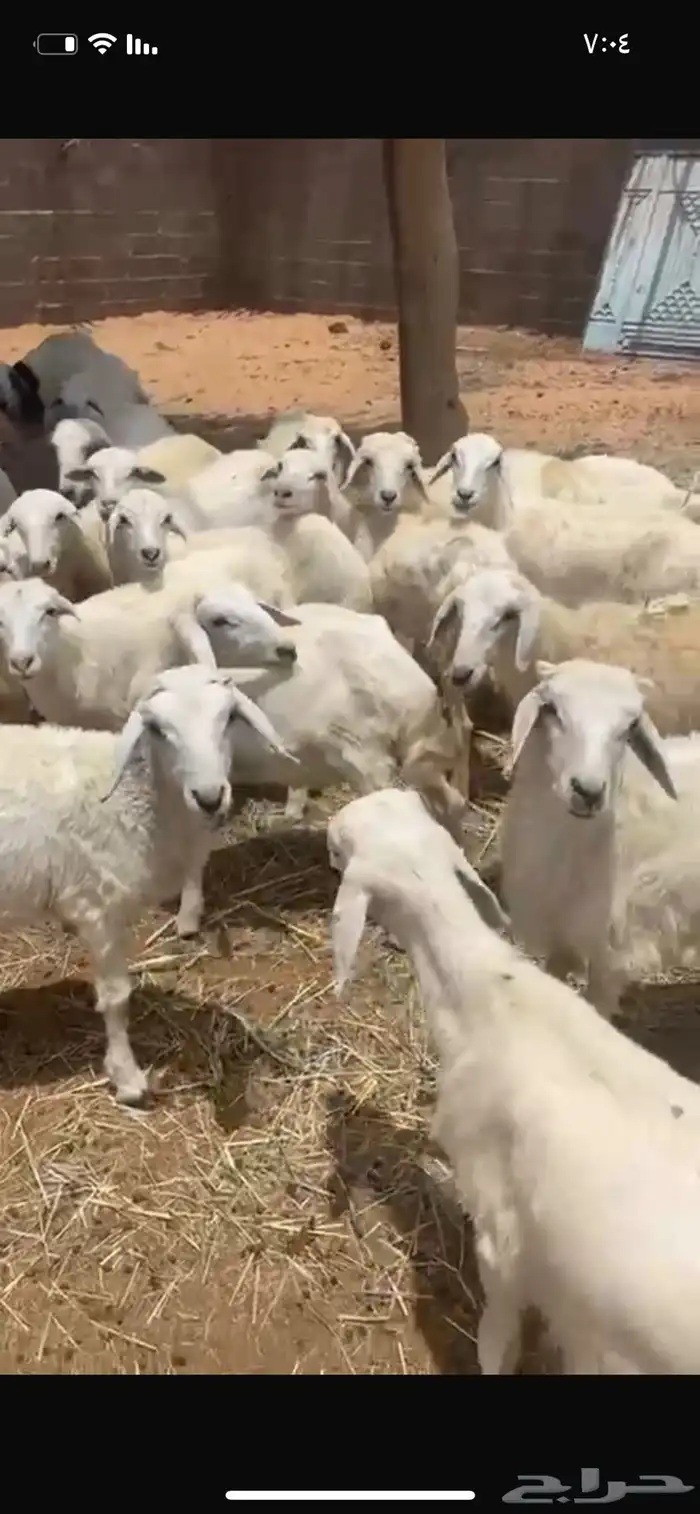 بهم تربيه رخال وطليان ا حريات سلايمه شرط الموقع الوادي 3
