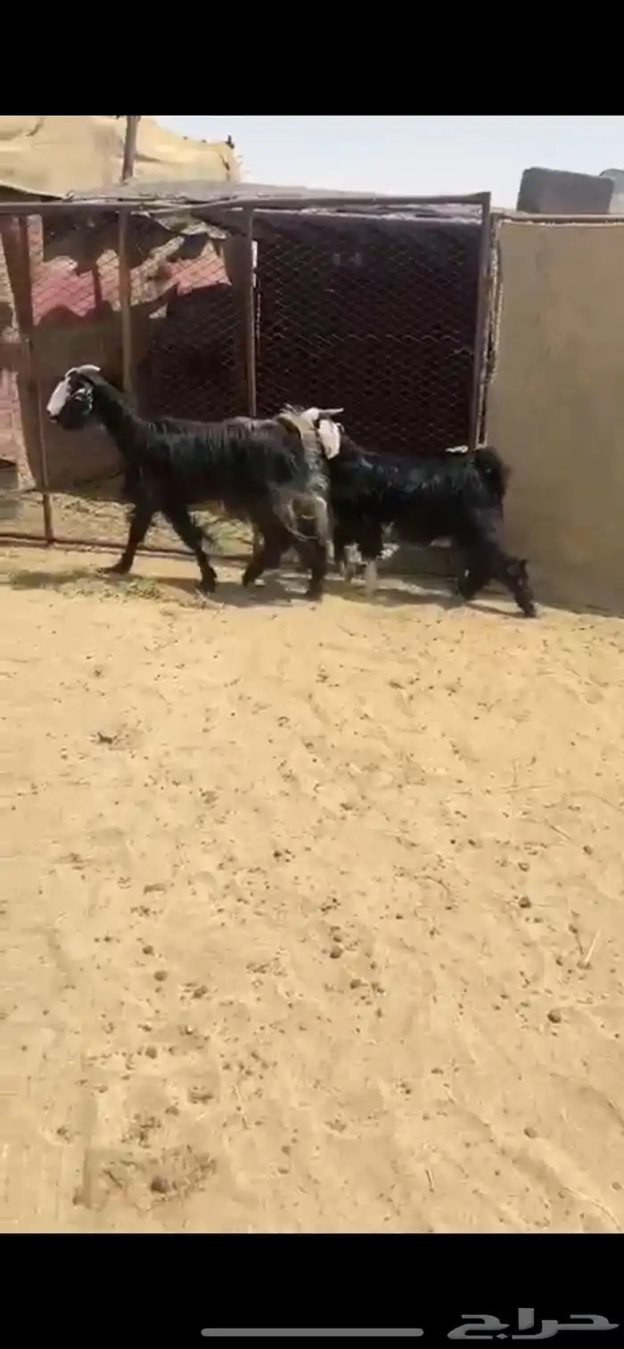 عنز والد ودافع بعد ولدها 1