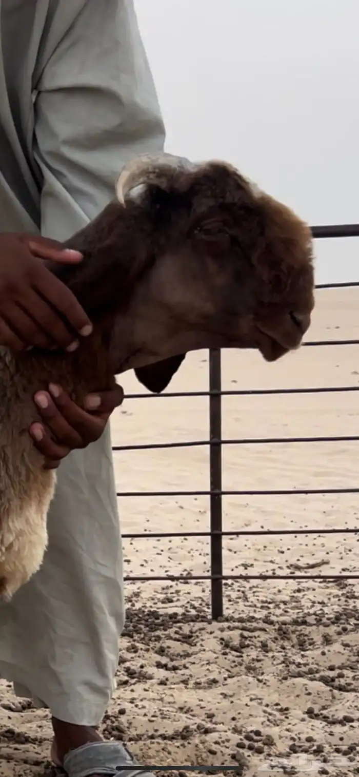طلي صنف طيب مشروع فحل 2