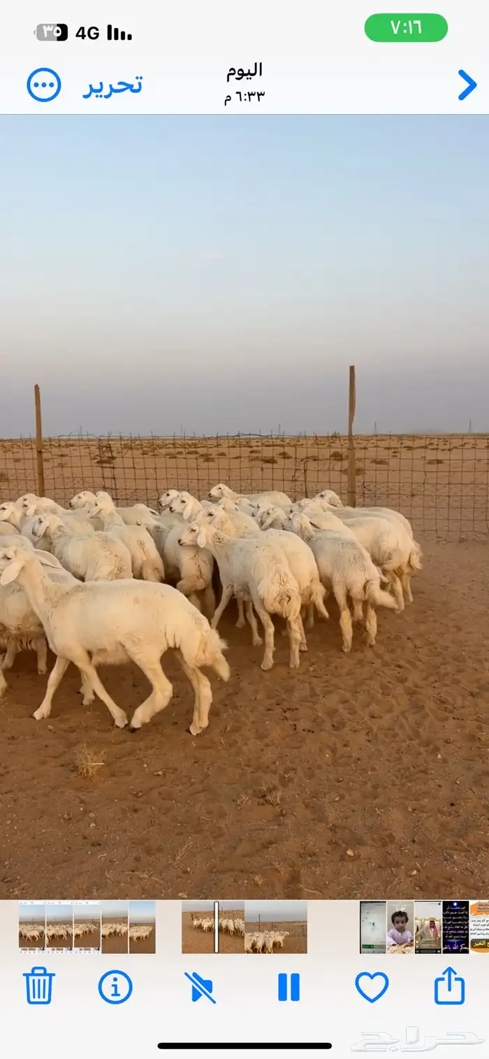 رخال حريات صنف 3