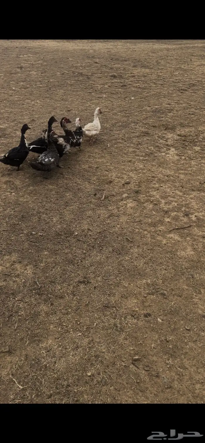 ذكر وخمس اناثي بط 2