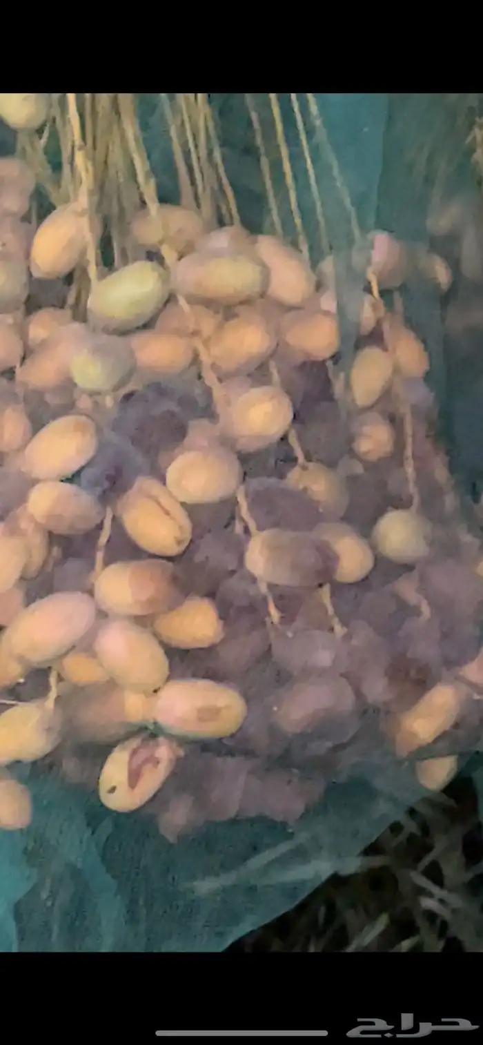 ثمار النخل تمور متنوعه للبيع 3