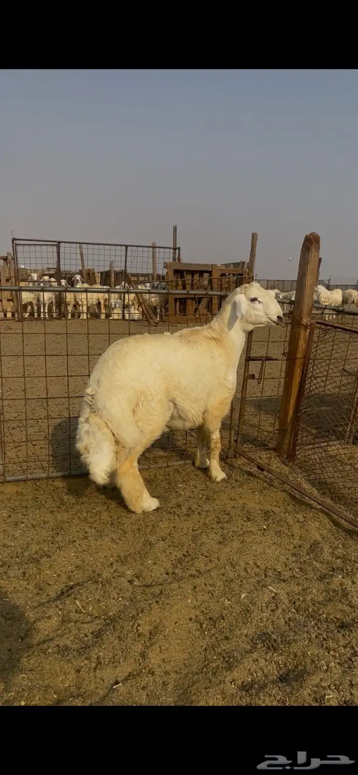 فحل جذع مشروط صنف الصنف 4