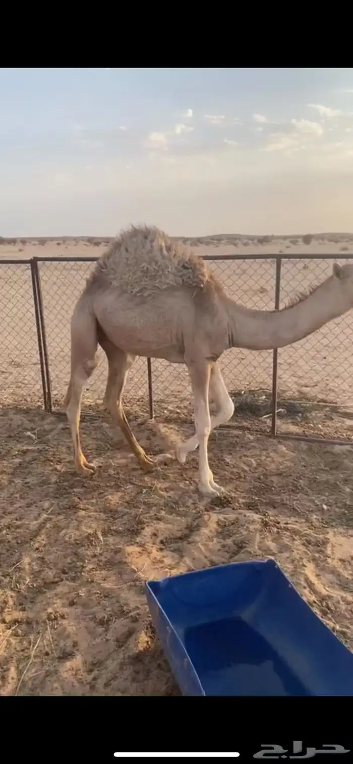 بكره قصب طيب 1