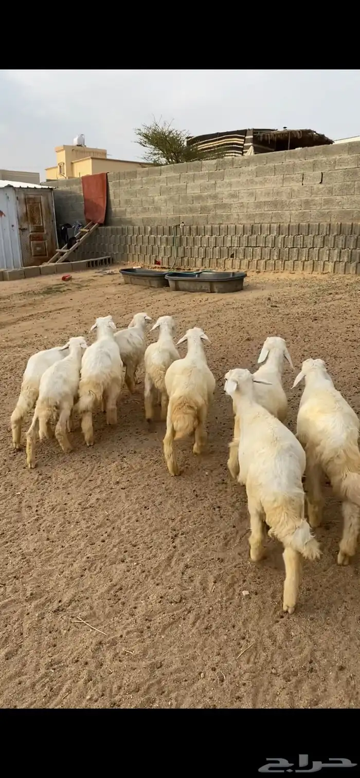 بهم 0