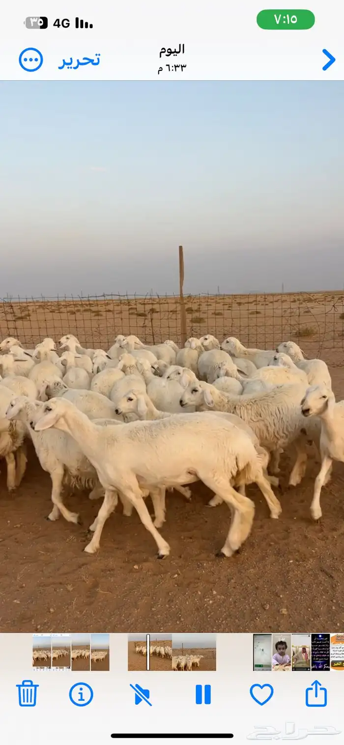 رخال حريات صنف 4