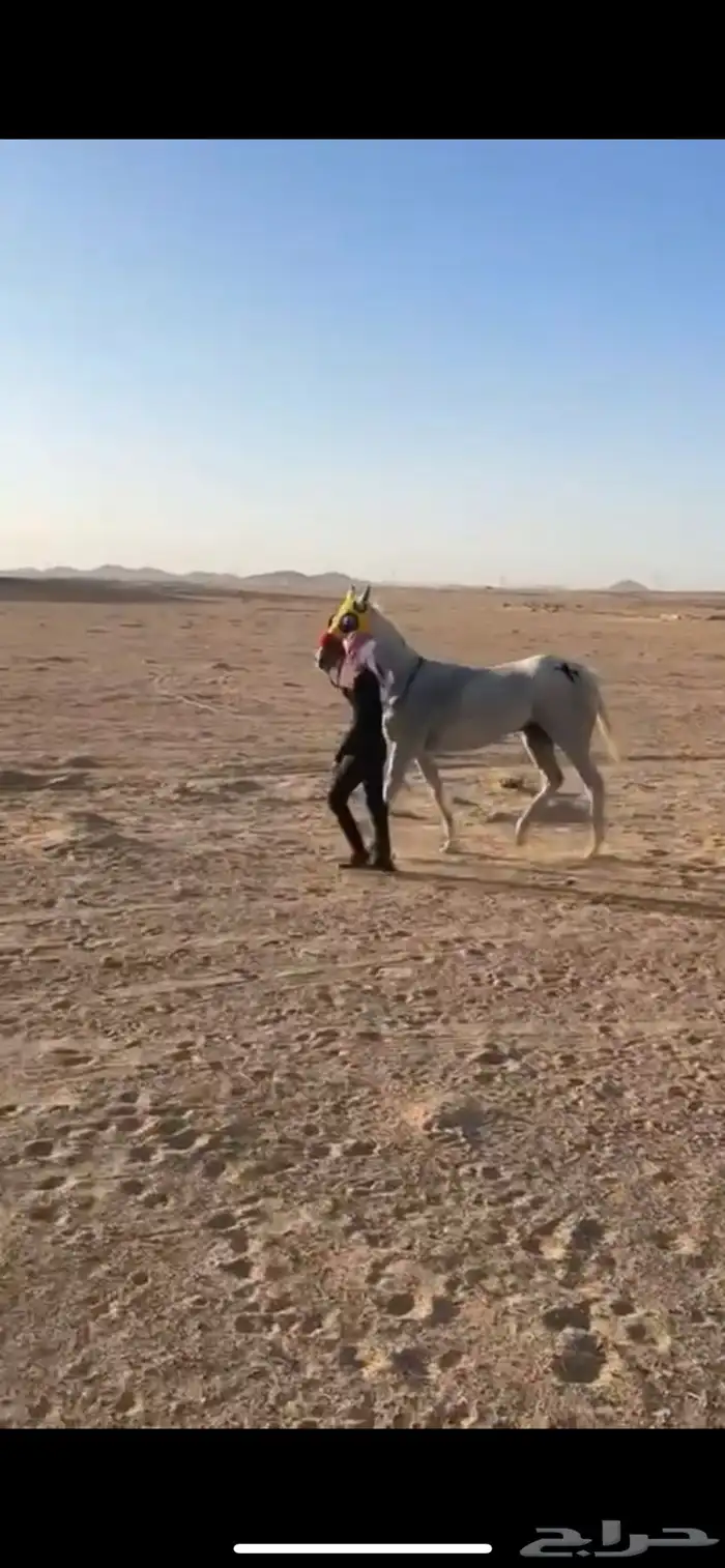 فرس شعبيه 2