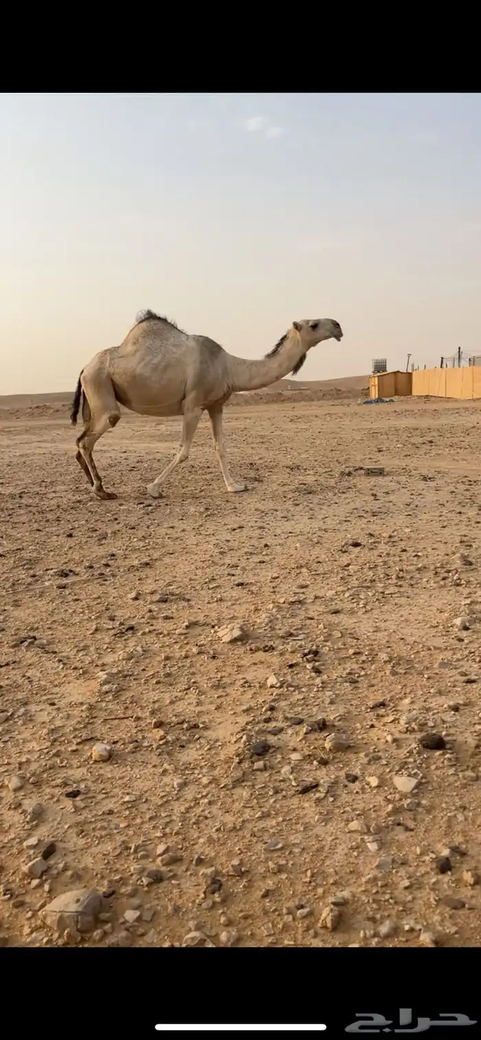 ضروبه عونيه كفو شقحا 1