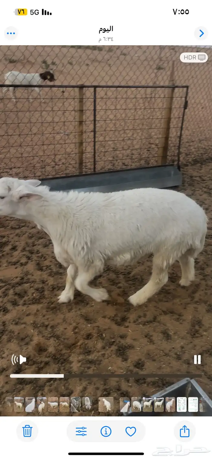 طلي للبيع 2