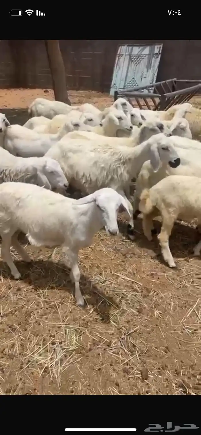 بهم تربيه رخال وطليان ا حريات سلايمه شرط الموقع الوادي 1