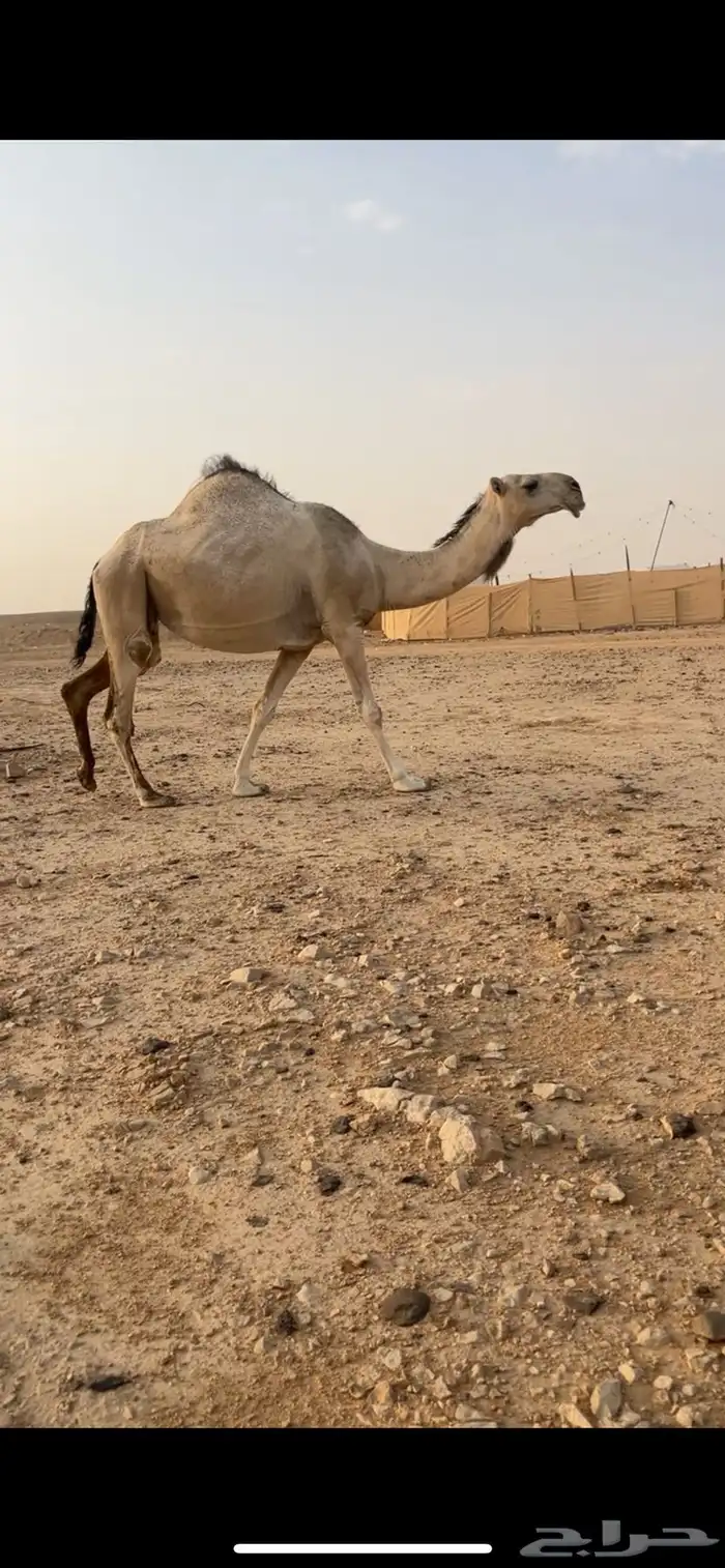 ضروبه عونيه كفو شقحا 0