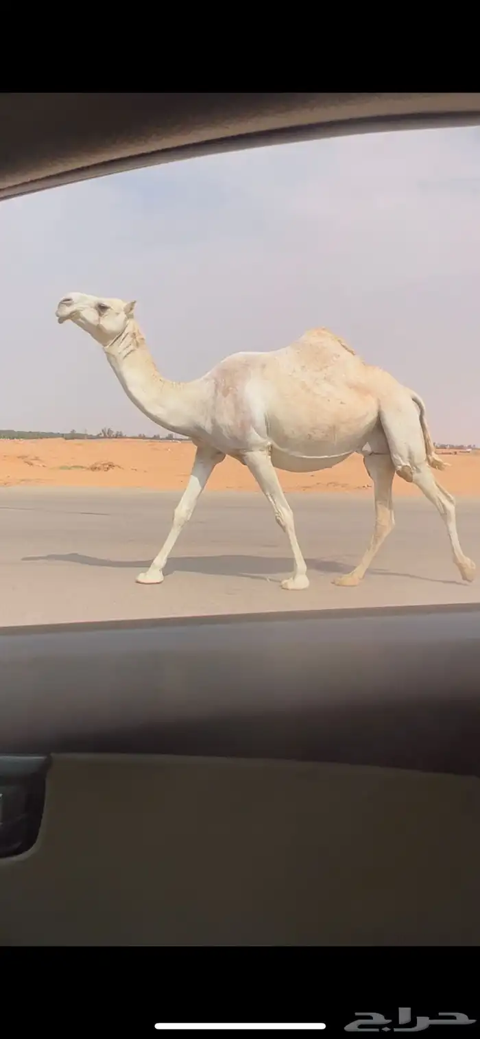 لقحه تلد طيبه على بعير طيب 1