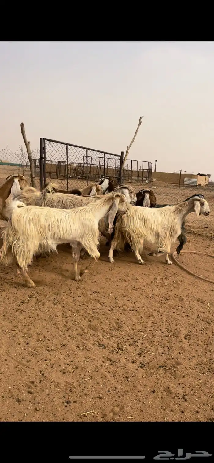 معزا مشاريك 3