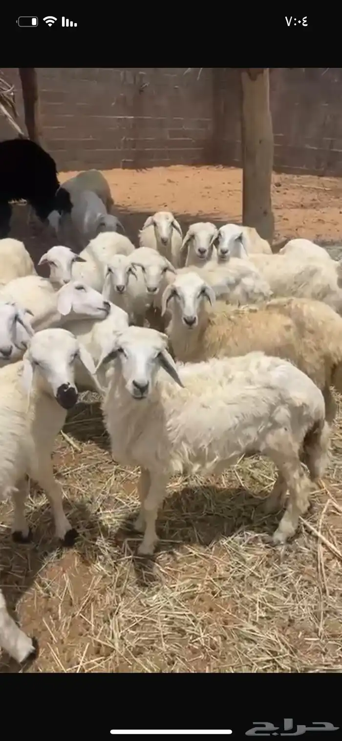 بهم تربيه رخال وطليان ا حريات سلايمه شرط الموقع الوادي 0
