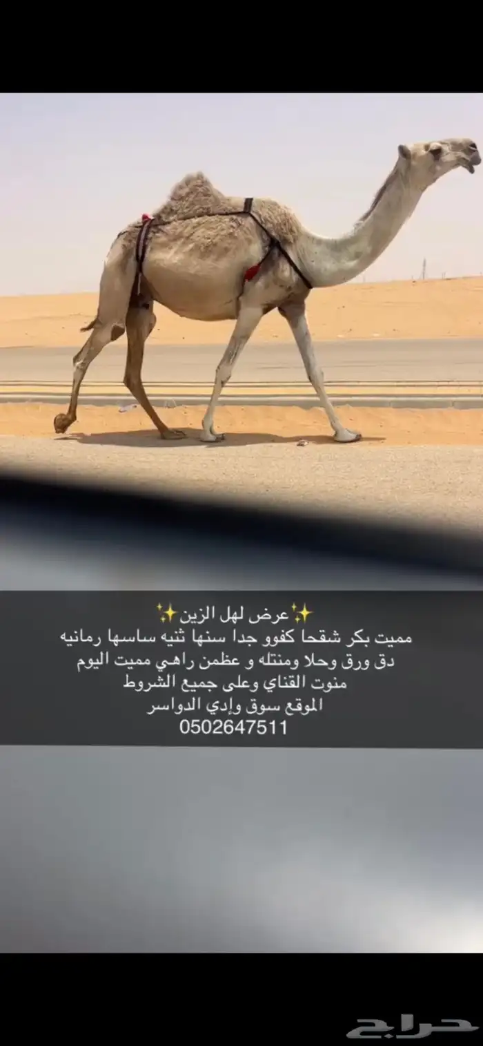 مميت بكر سنها ثنيه كفو جدا ساسها رمانيه منتله وطول عظم منوت 3