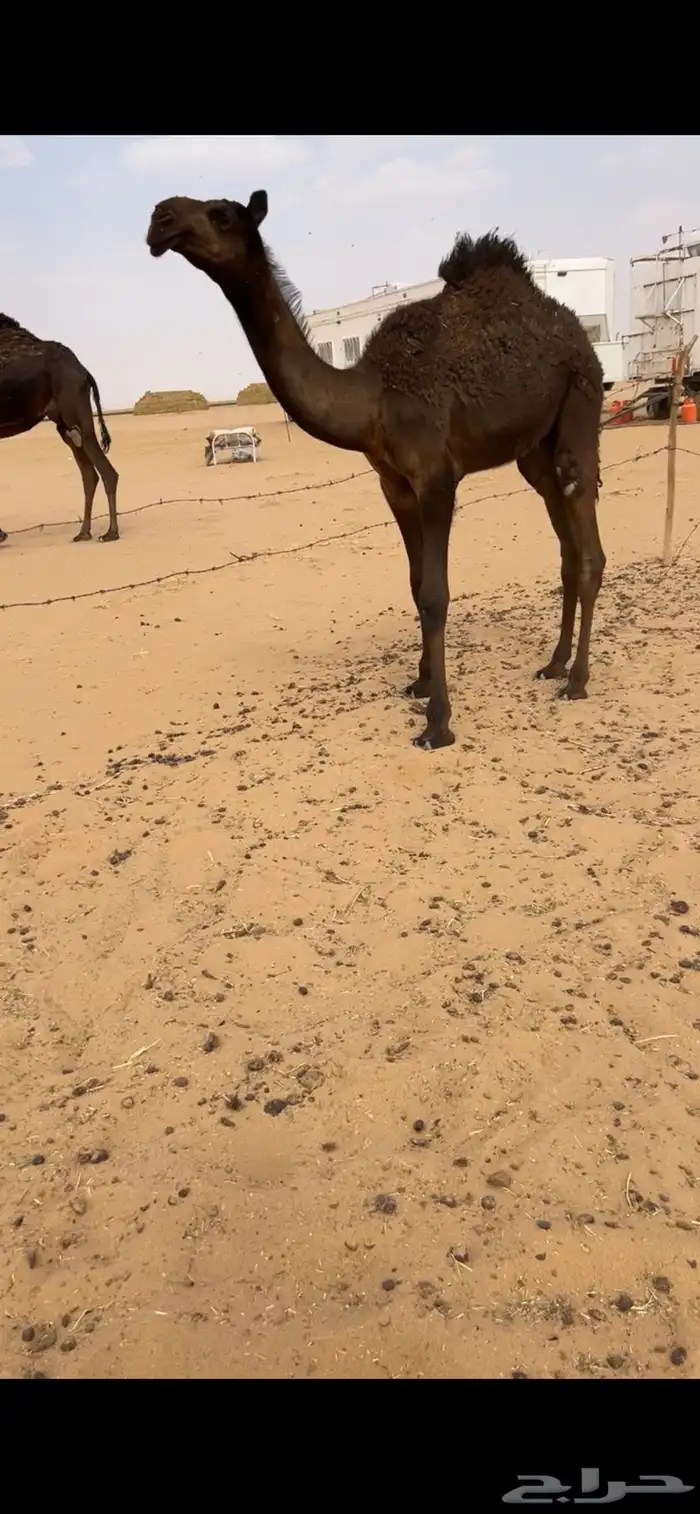 قعود مجهم كفو 0