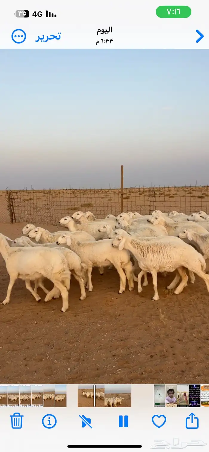 رخال حريات صنف 0