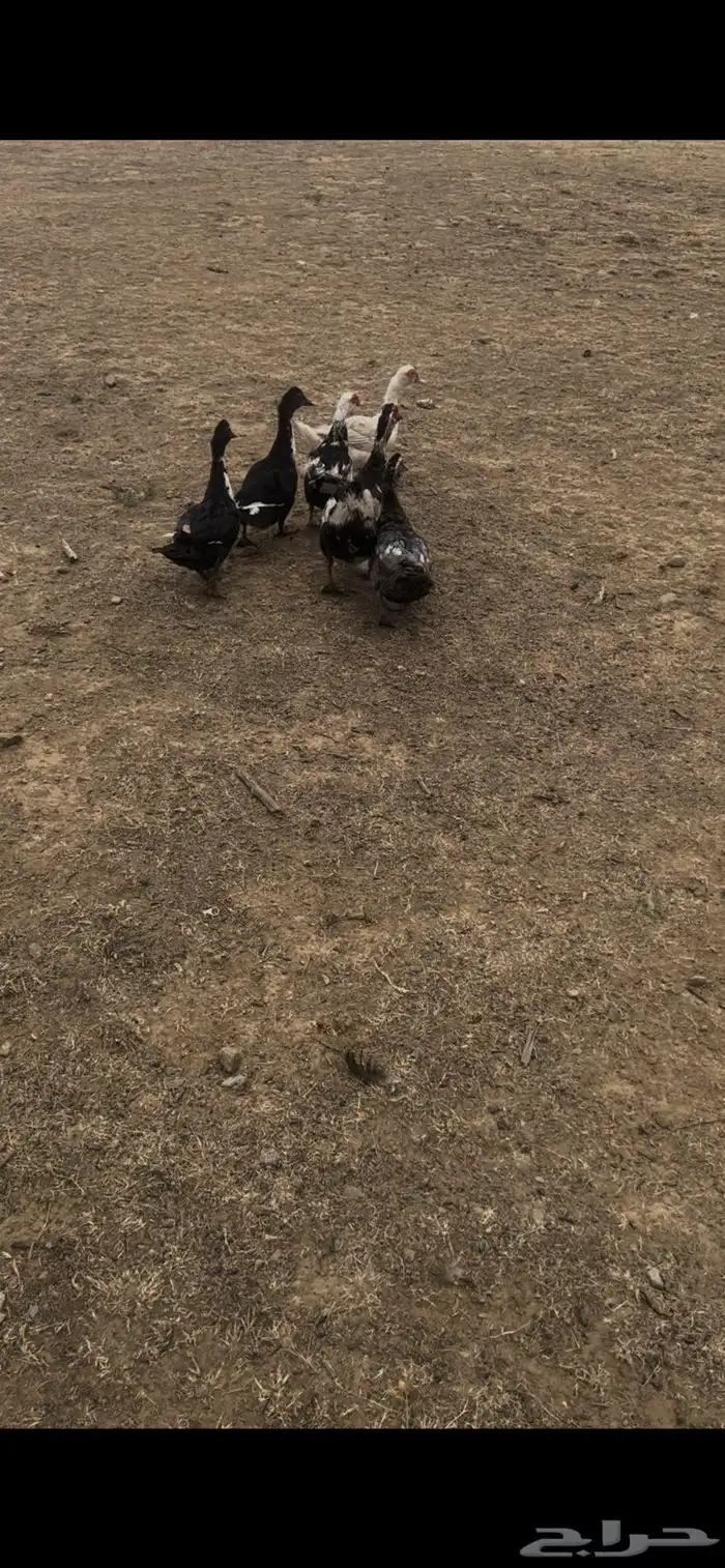 ذكر وخمس اناثي بط 3