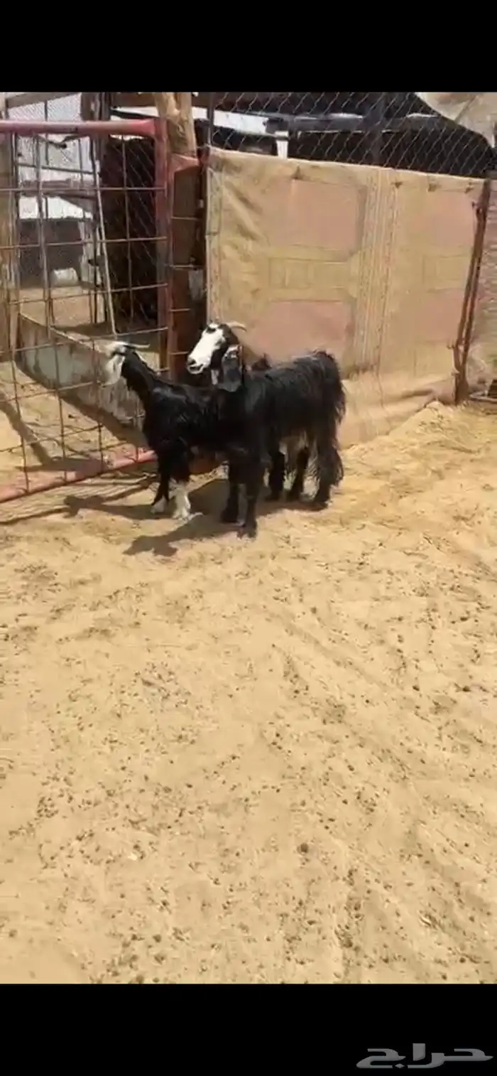 عنز والد ودافع بعد ولدها 0