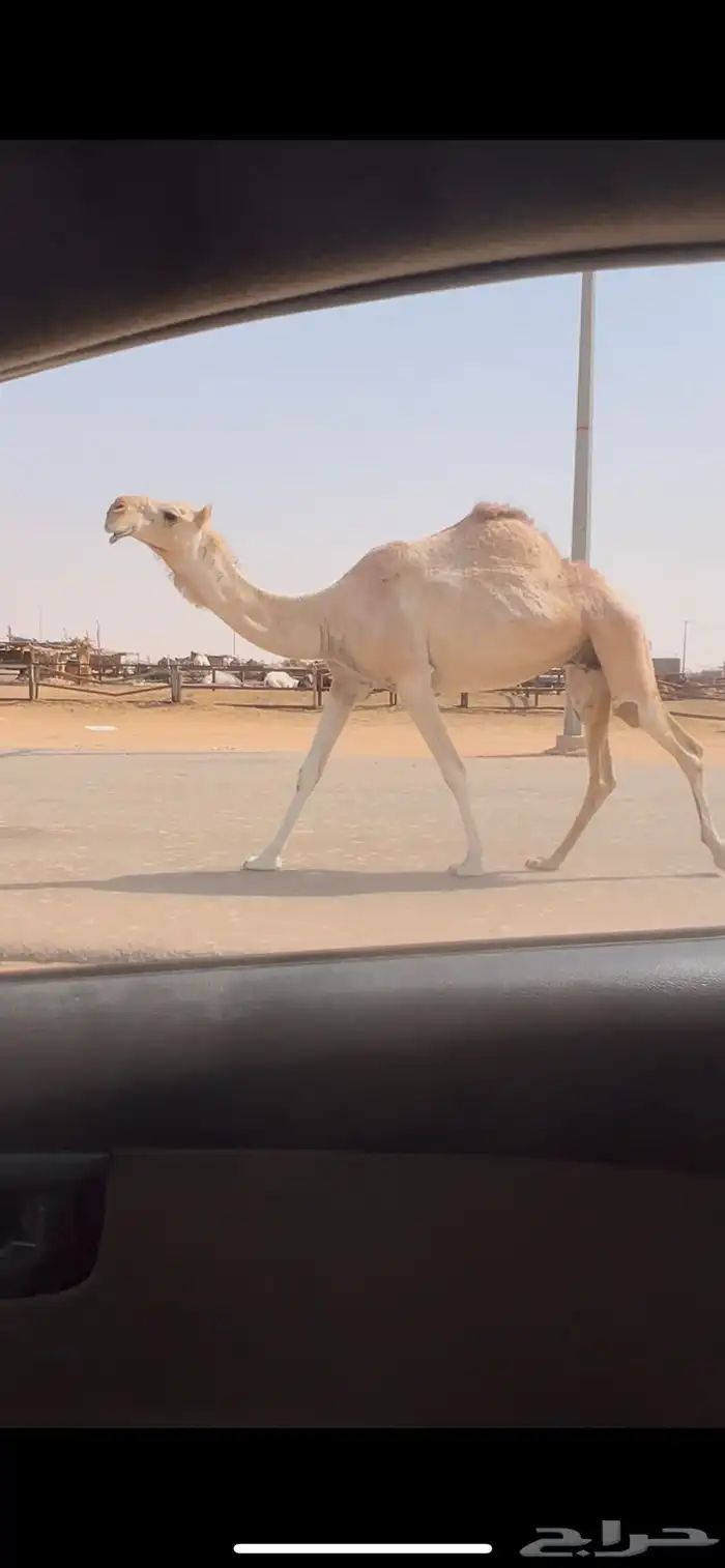 لقحه شقحا طيبه السوم 6500 1