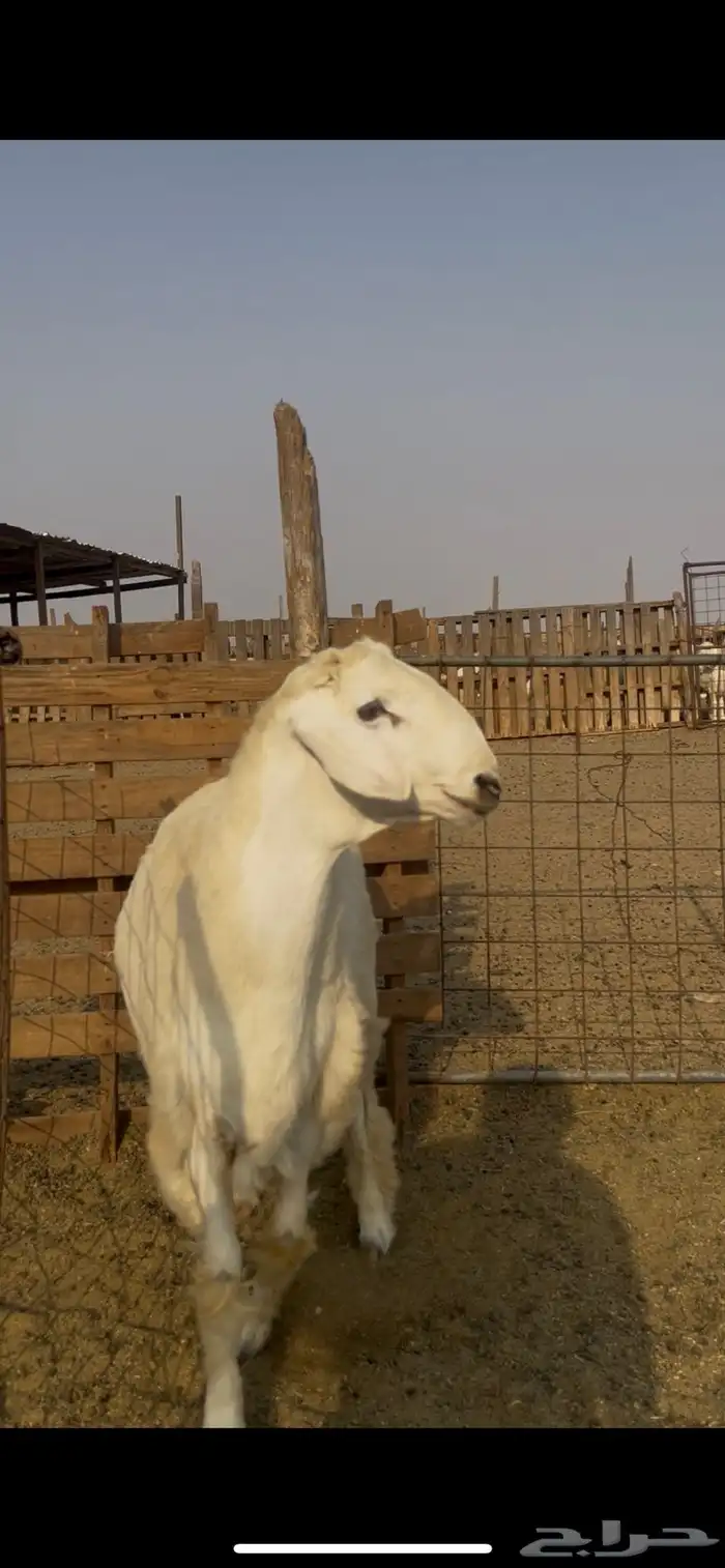 فحل جذع مشروط صنف الصنف 1