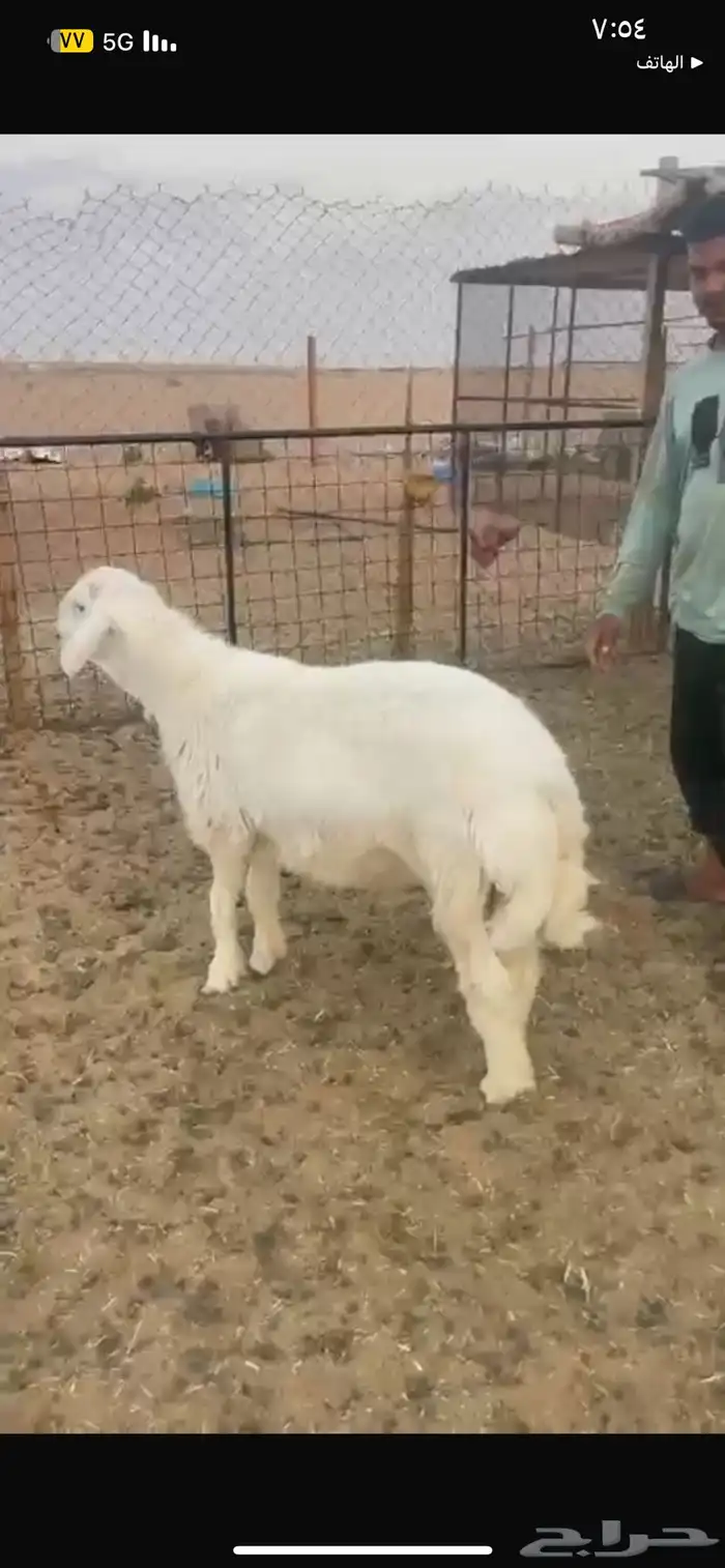طلي للبيع 3