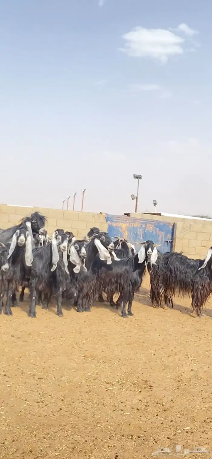 معزا عوارض صنف خلفات 0