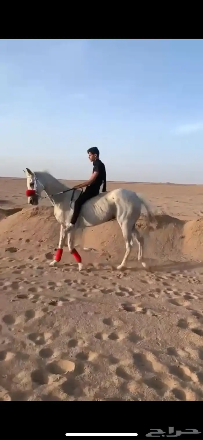 فرس شعبيه 1