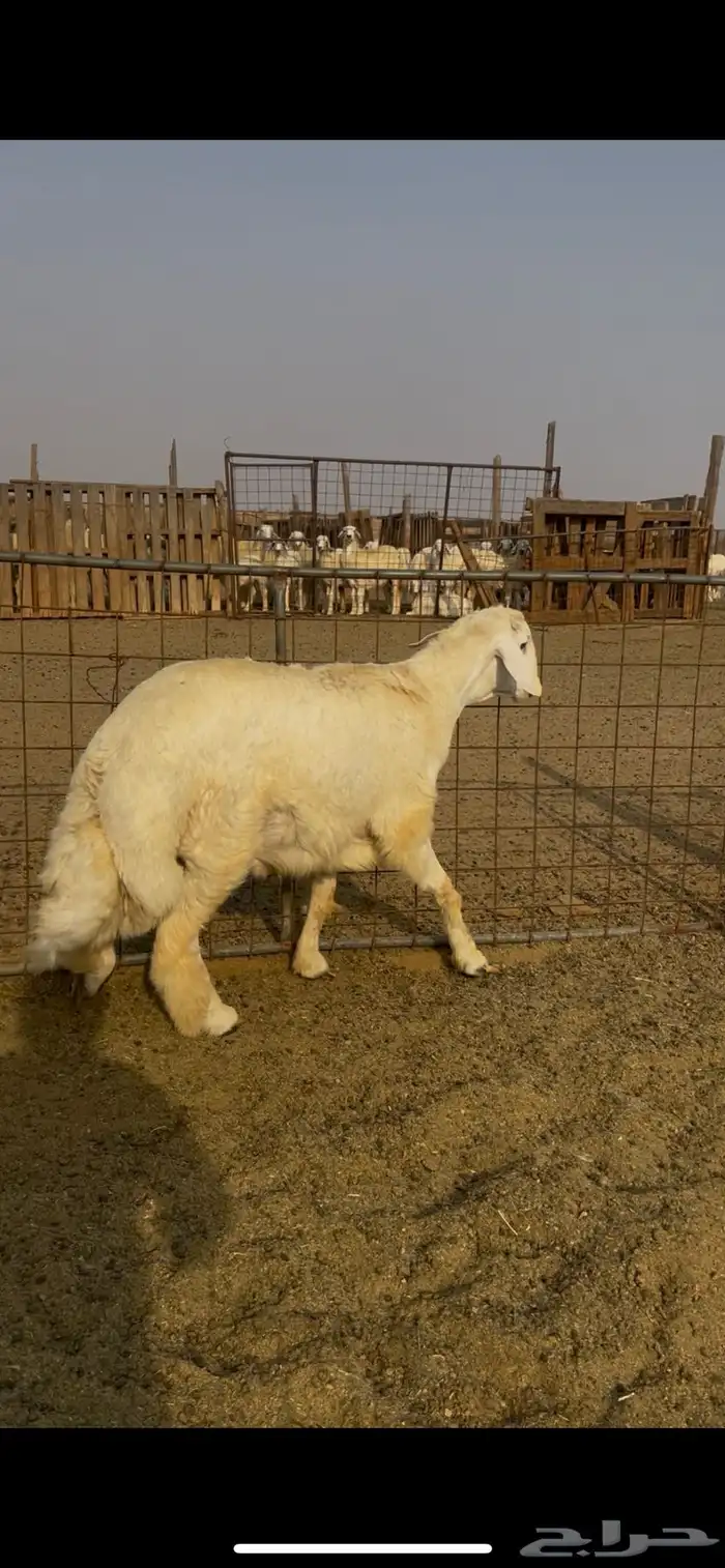فحل جذع مشروط صنف الصنف 2