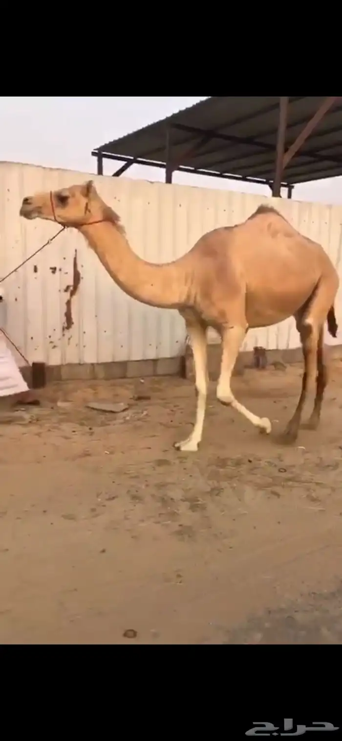 بكره لقيه سابق بيدها ولها رابط سبق 1
