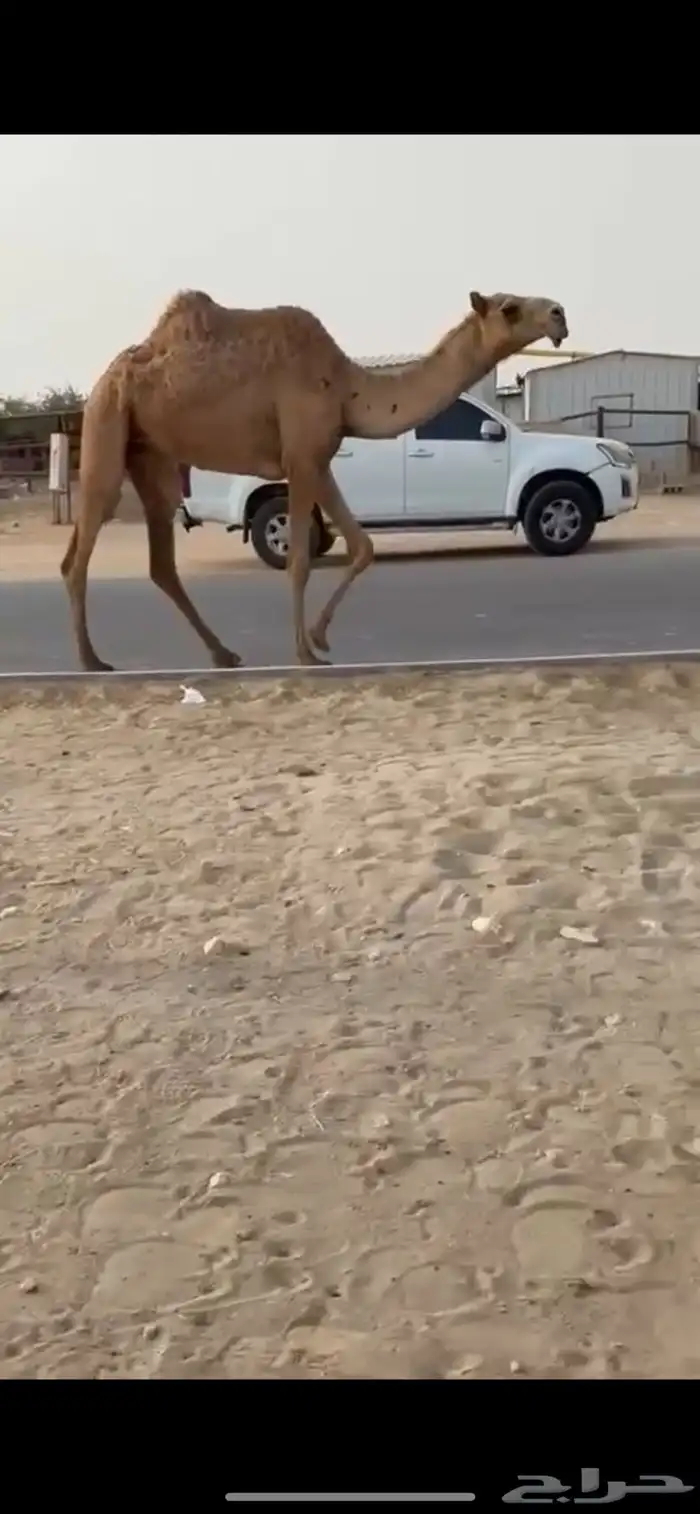 جذعه كفوو عليه وسم العجمان 0