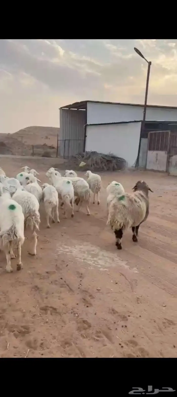 حريات متابيع و دفيع 4