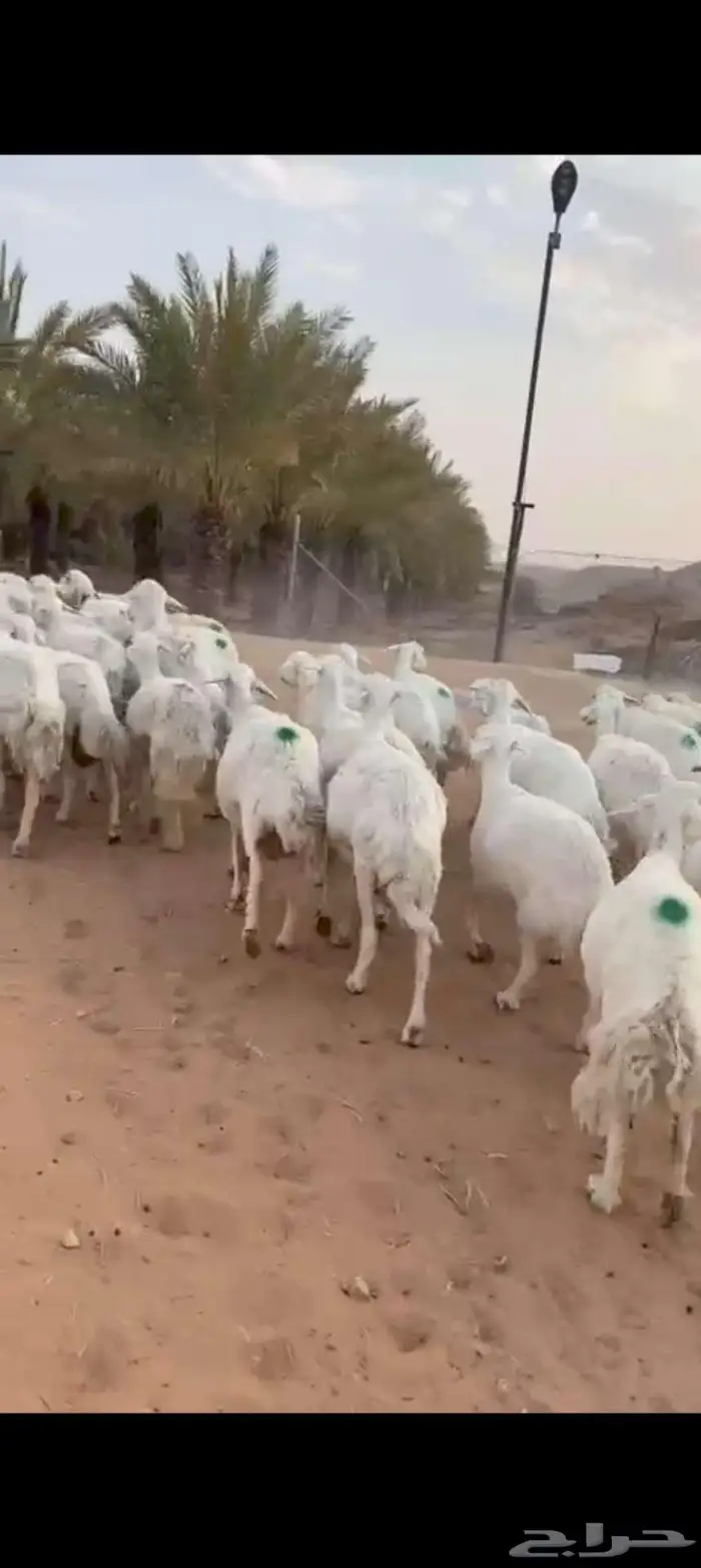 حريات متابيع و دفيع 1