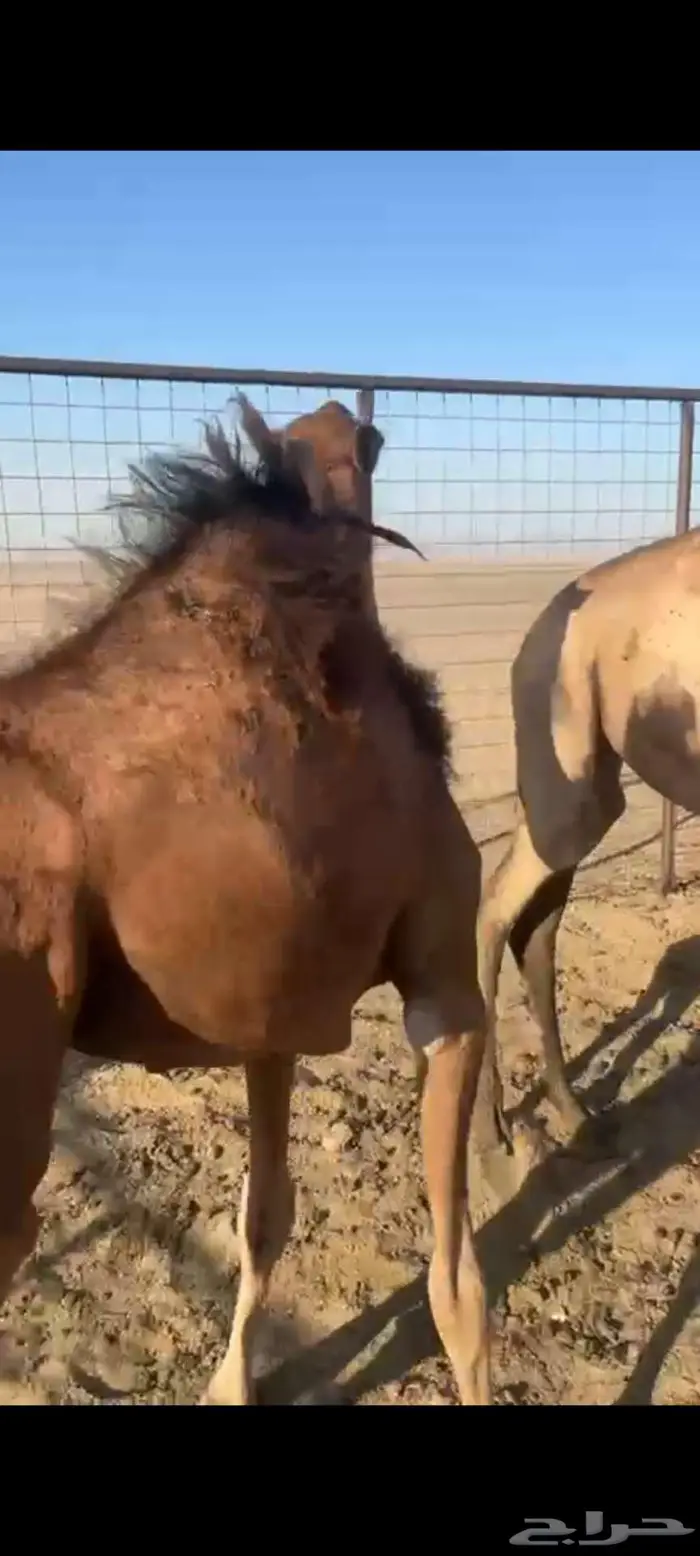 ابكار للبيع 1