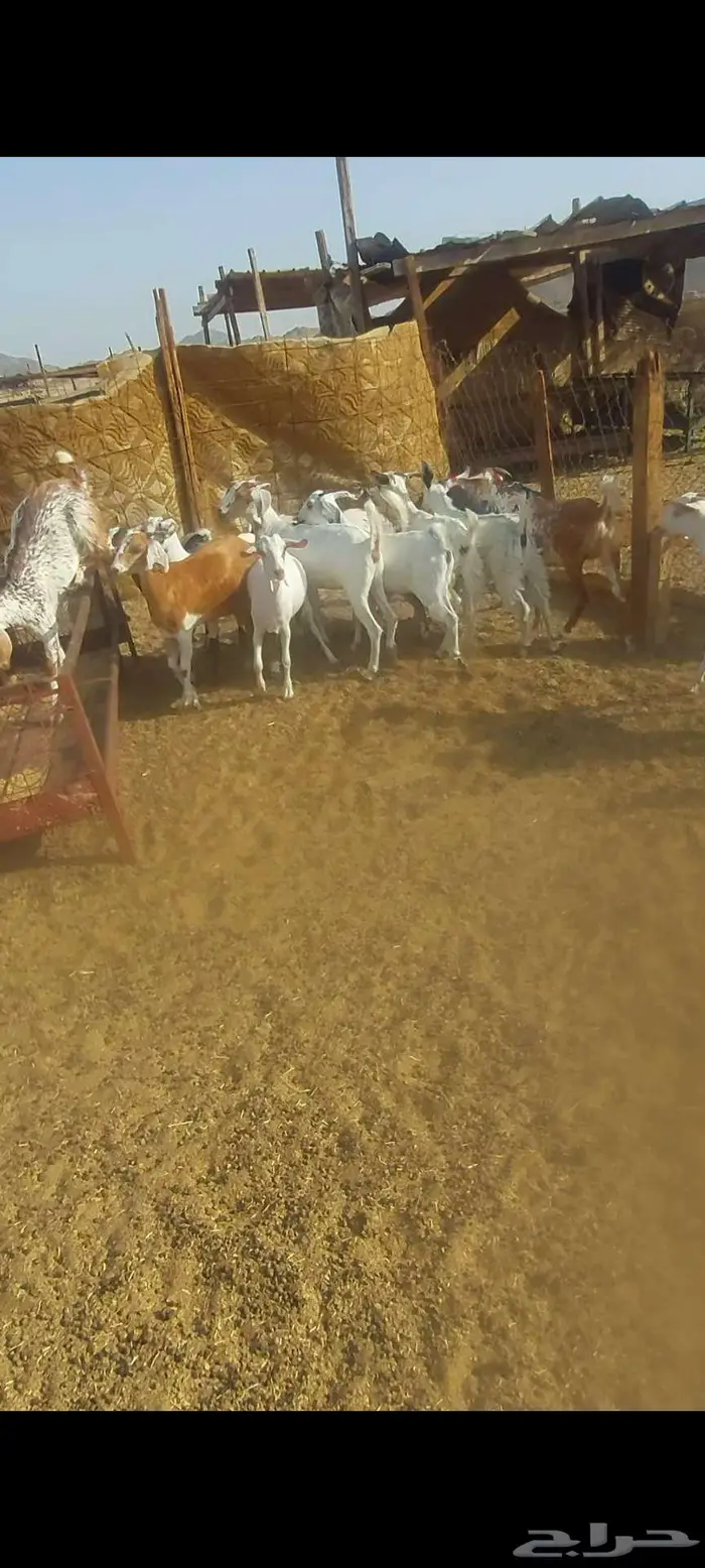 جفااار مقاني . ومعزا خلفات وفحل ادهم جذع 3