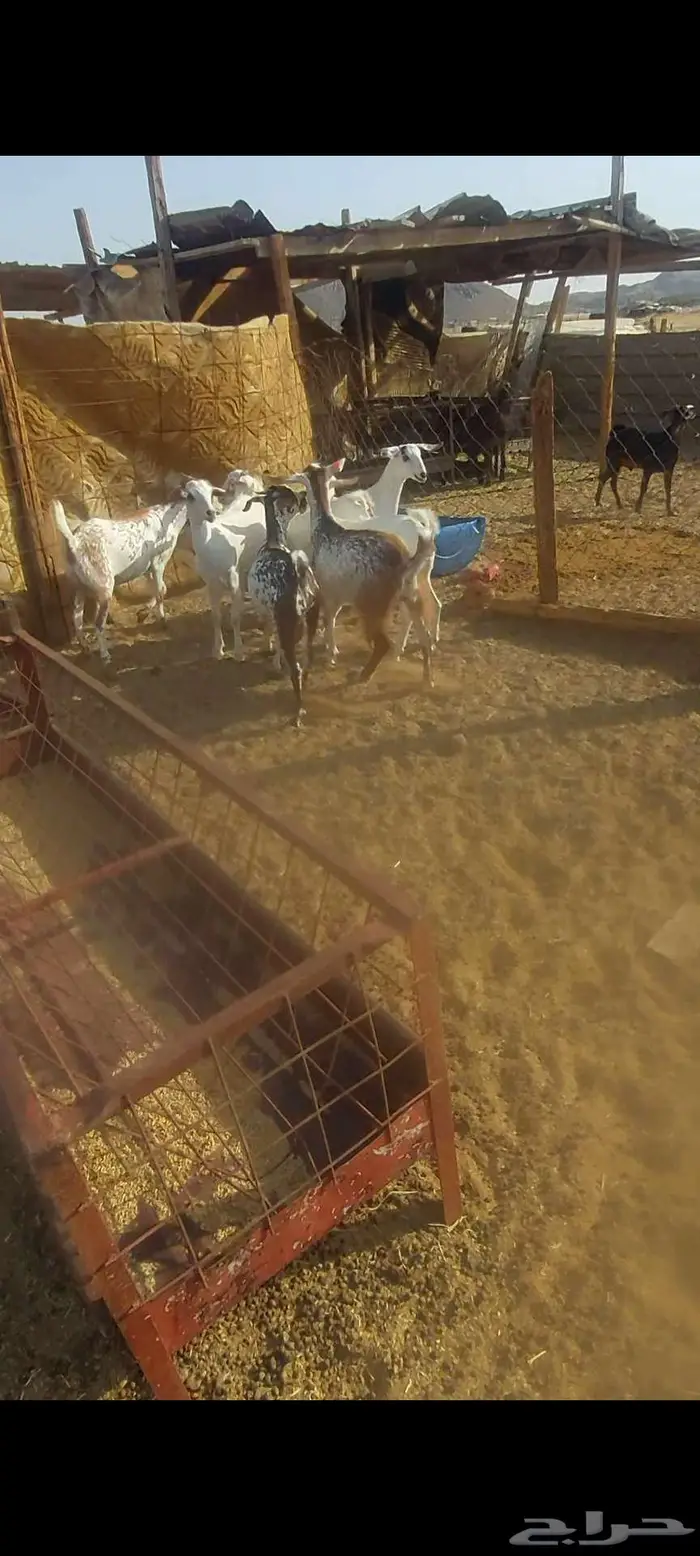 جفااار مقاني . ومعزا خلفات وفحل ادهم جذع 5