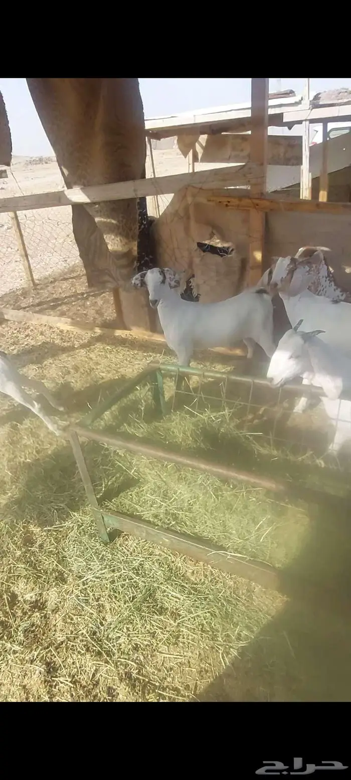 جفااار مقاني . ومعزا خلفات وفحل ادهم جذع 6